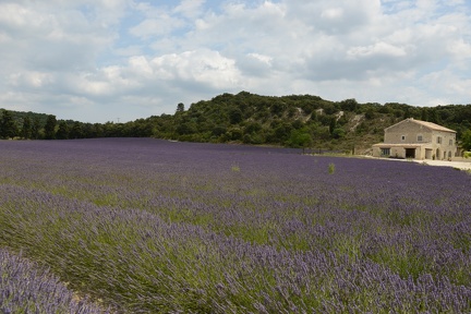 Clansayes - Lavender Field6